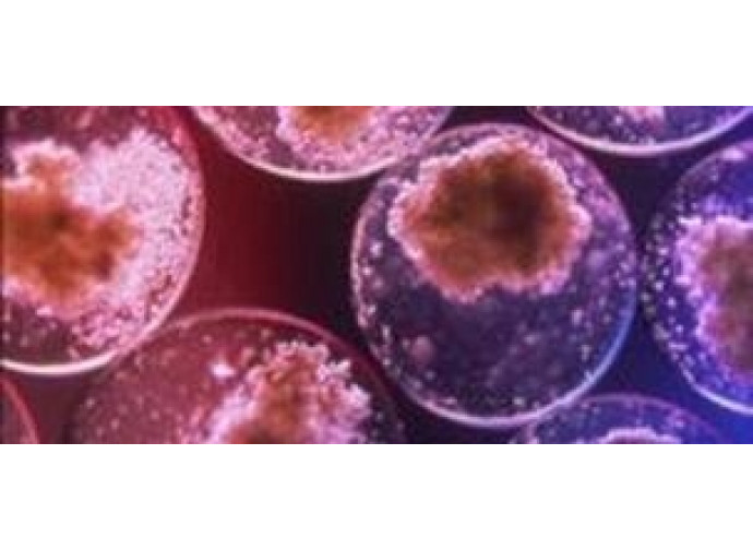 cellule staminali cellule staminali